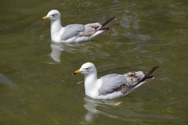 Martılar parktaki gölet suları üzerinde ve üzerindedir.