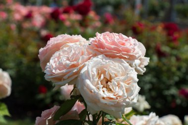 Bahar bahçesinde çiçek açan güzel güller