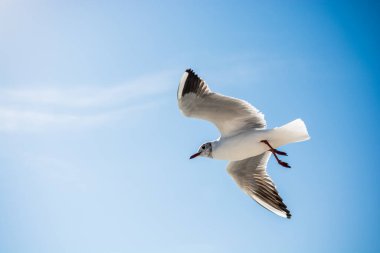 Martı deniz sular gökte uçuyor