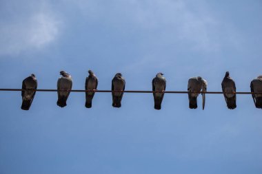 Güvercin kuşları mavi gökyüzü arkaplanlı tellerin üzerine tünediler.