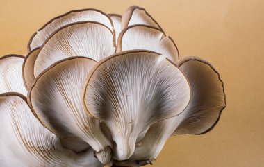 İstiridye mantarı ya da Pleurotus ostreatus kolayca ekilmiş mantar.
