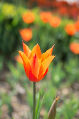 Bahçede turuncu renkli lale çiçekleri açar.