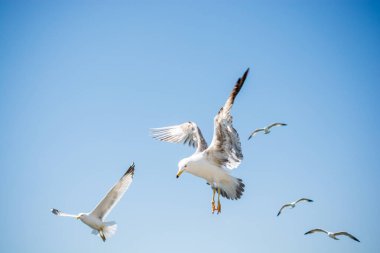 Gökyüzünde kayak yapan martı sürüsü