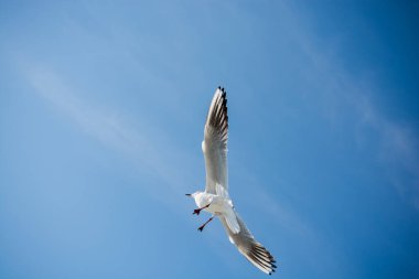 Martı deniz sular gökte uçuyor