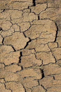 Ağaç kabuğu dokusunu ahşap arka plan olarak kapat