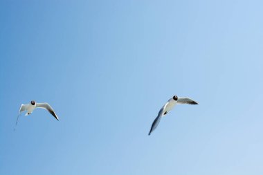 mavi gökyüzünde martılar