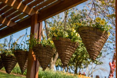 Çiçekçilere vazo olarak taze çiçekler konur.