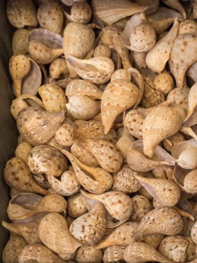 Dekoratif amaçlar için toplanan deniz kabukları.