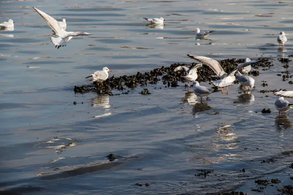 Stock image Gruop of seagulls swim calmly on the sea surface