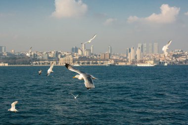 İstanbul 'da deniz üzerinde uçan martılar