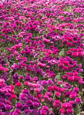 Çiçek arkaplanı olarak çiçek açan renkli lale çiçekleri