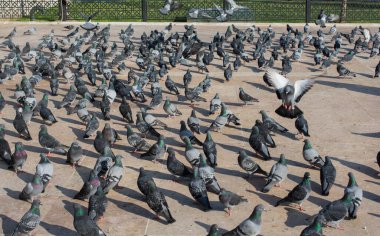 Güzel güvercin kuşları, şehir güvercinleri şehir ortamında yaşıyor.