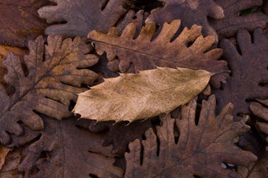 Sonbahar bir arka plan olarak kuru yaprak diğer yapraklarda üstün