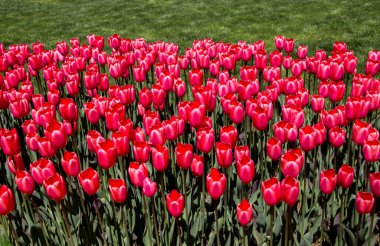 Bahar mevsiminde ağaç gövdesinde açan lale çiçekleri