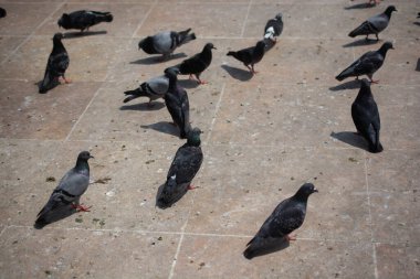 Güzel güvercin kuşları, şehir güvercinleri şehir ortamında yaşıyor.