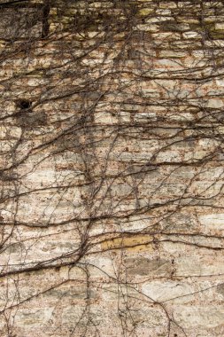 Kuru bitki duvar arka plan ile bulundu