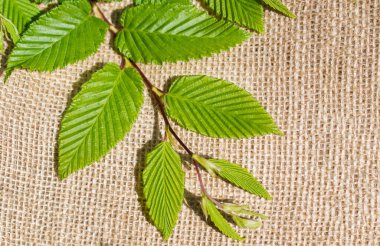 Keten brandaya yerleştirilmiş yeşil yapraklar