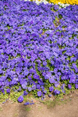 Renkli bir arkaplan olarak açan bahar çiçekleri