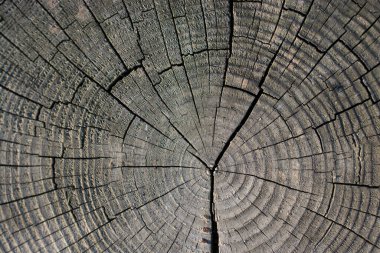 Ağaç gövdesi yüzeyini arkaplan dokusu olarak kes