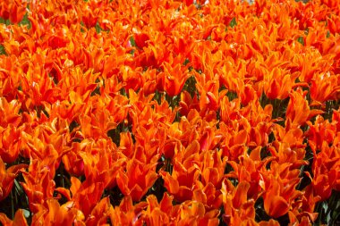 Çiçek açan laleler çiçeklerin arka planında