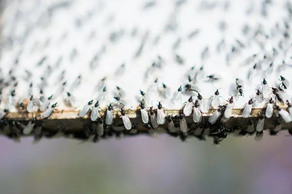 stock image A swarm of flying ants gather on a white background