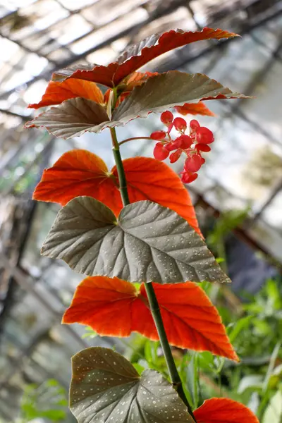Bahar mevsiminin yeşil yaprakları