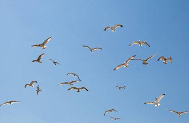 Gökyüzünde kayak yapan martı sürüsü