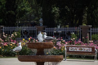 Gül bahçesindeki çeşmenin yanında martı