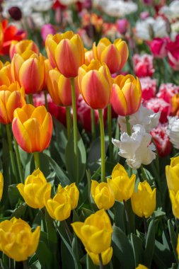 Bahar bahçesinde renkli lale çiçekleri açar.