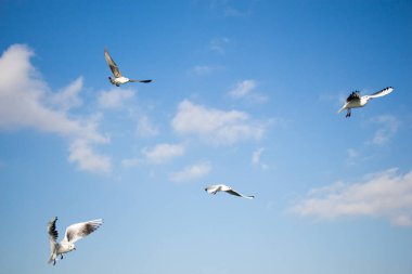 Martılar deniz sular gökte uçuyor