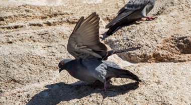 Tek güvercin kayanın üstünde oturuyor.