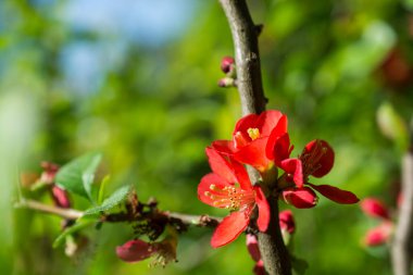 Renkli çiçekler baharda ağaçlarda açar.