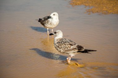 Kahverengi topraklı martılar yerde.
