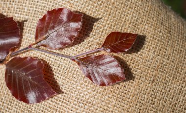 Keten brandaya yerleştirilmiş yeşil yapraklar