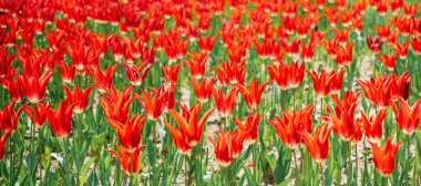 Bahar bahçesinde renkli lale çiçekleri açar.