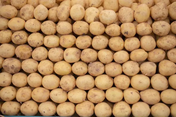 Taze sebze konsepti, organik doğal gıda, patates yetiştirme, tarım..