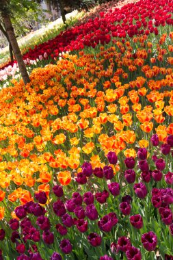 Bahar bahçesinde çiçek açan lale çiçekleri olan bahçe