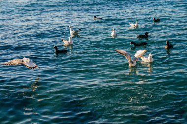 Martılar deniz suyunun üzerindedir.