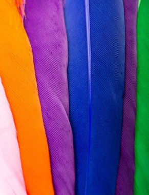 Renkli kuş tüylerinin doku arkaplanı olarak stüdyo fotoğrafı