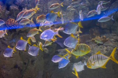 Akvaryum ortamında güzel renkli balıklar yüzer.