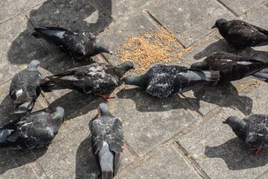 Güzel güvercin kuşları şehir ortamında beslenir.