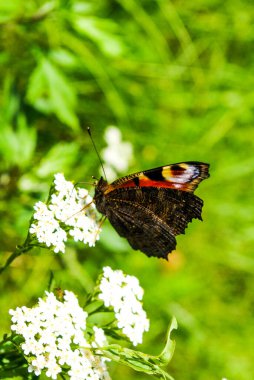 Güzel kelebek karada renkli çiçek doğada