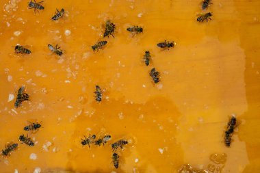 Sıvı halde taze doğal sarı bal.