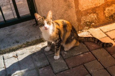 Evcil bir hayvan gibi görünen sevimli bir kedi yavrusunun portresi