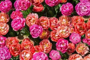 Çiçek arkaplanı olarak çiçek açan renkli lale çiçekleri