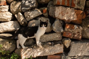 Evcil bir hayvan gibi görünen sevimli bir kedi yavrusunun portresi