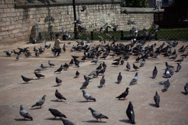 Sevimli güvercin kuşlarının arasında küçük bir çocuk Kentsel bir çevrede besleniyor
