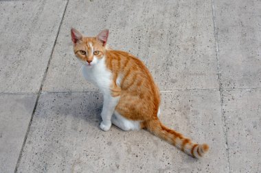 Evcil bir hayvan gibi görünen sevimli bir kedi yavrusunun portresi