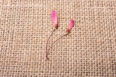 Keten tuvalde çiçek yaprakları bulundu.