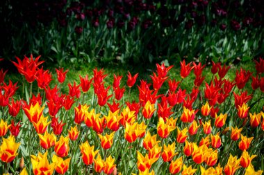 Bahar mevsiminde açan Lale Çiçekleri